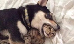 二狗连麦爆料视频,揭秘幕后真相，带你走进娱乐圈风云