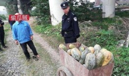 礼县网红吃瓜事件始末是什么,一场网络舆论的风波与反思