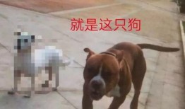 大狗最新爆料图片大全高清,高清图片大全惊艳亮相