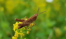 在线观看蚂蚱,一场别开生面的视觉盛宴