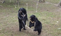 黑龙江黑熊爆料视频播放