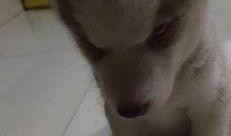 大狗最新爆料图片大全高清,高清图片大全惊艳亮相