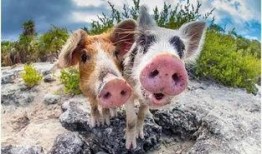 家有小猪仔的爆料视频,温馨爆笑视频引网友热议