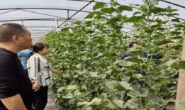 礼县网红吃瓜事件始末是什么,一场网络舆论的风波与反思