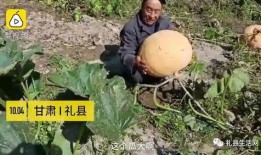 礼县网红吃瓜事件始末是什么,一场网络舆论的风波与反思