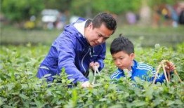 爆料初冬采茶视频,揭秘神秘采茶瞬间